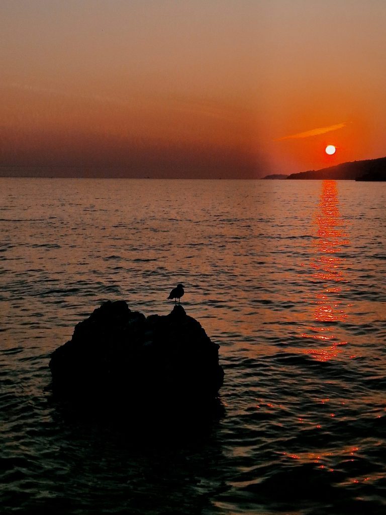 Ptica na stijeni posmatra zalazak sunca